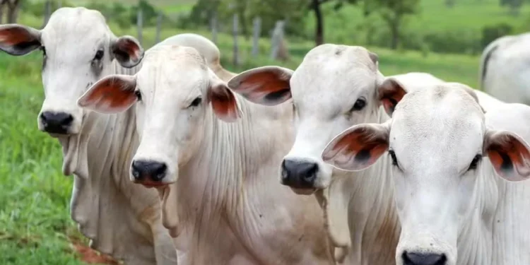 Foto: Boehringer divulgação
