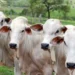 Foto: Boehringer divulgação