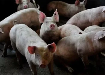 Foto: Globo Rural