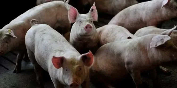 Foto: Globo Rural