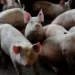 Foto: Globo Rural