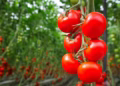 Nas praças produtoras de inverno, produtores estimam que uma intensificação na colheita do tomate deve ocorrer a partir da segunda quinzena de maio — Foto: Canva/ Creative Commoms