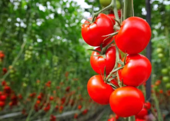 Nas praças produtoras de inverno, produtores estimam que uma intensificação na colheita do tomate deve ocorrer a partir da segunda quinzena de maio — Foto: Canva/ Creative Commoms