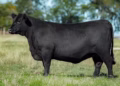 São Bibiano Elizabeth II FIV8738, arrematada por R$ 153 mil pela Agriangus, de Portugal — Foto: Gustavo Rafael