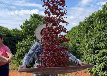 A produtividade média dos cafezais deve apresentar recuperação de 13%, chegando a 34,4 sacas por hectare — Foto: IDR-PR/Divulgação