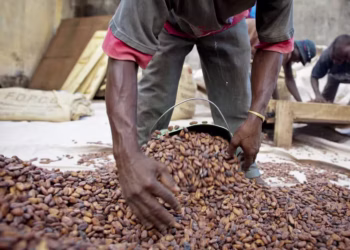 Fortes chuvas na Costa do Marfim dificultam o escoamento do cacau — Foto: Nestlé/Divulgação