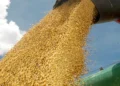 Principal cultura agrícola do Tocantins, a soja tem produção estimada em 6,11 milhões de toneladas na safra 2025/2026, crescimento de 14,2% em relação ao ciclo anterior - Madson Maranhão/Governo do Tocantins