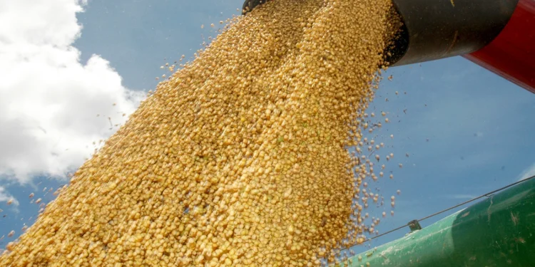 Principal cultura agrícola do Tocantins, a soja tem produção estimada em 6,11 milhões de toneladas na safra 2025/2026, crescimento de 14,2% em relação ao ciclo anterior - Madson Maranhão/Governo do Tocantins