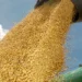 Principal cultura agrícola do Tocantins, a soja tem produção estimada em 6,11 milhões de toneladas na safra 2025/2026, crescimento de 14,2% em relação ao ciclo anterior - Madson Maranhão/Governo do Tocantins