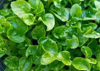 Em junho, o agrião pode todas as regiões do país; conheça outras plantas com cultivo no mês — Foto: Canva/ Creative Commoms