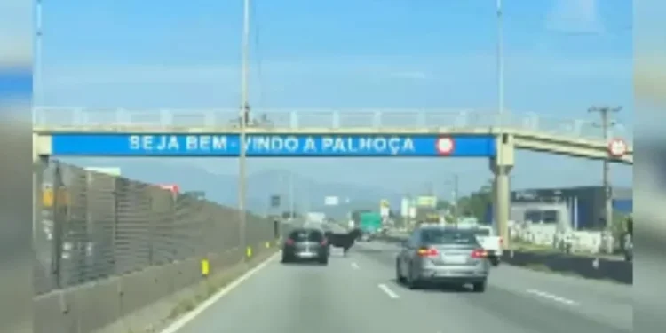 Reprodução/Redes sociais
