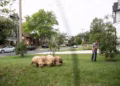 Animais transformam a manutenção dos jardins em atração para a vizinhança — Foto: Divulgação / Lamb Mowers Fairfax