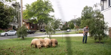 Animais transformam a manutenção dos jardins em atração para a vizinhança — Foto: Divulgação / Lamb Mowers Fairfax