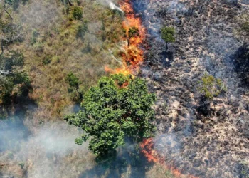 Governo do Tocantins
