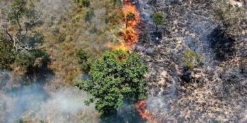Governo do Tocantins