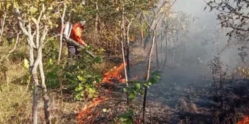 divulgação