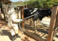 Infestação de carrapatos em bovinos pode chegar a 600 parasitas por dia, a depender da raça do animal — Foto: Marcos La Falce/Embrapa Gado de Leite