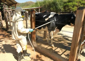 Infestação de carrapatos em bovinos pode chegar a 600 parasitas por dia, a depender da raça do animal — Foto: Marcos La Falce/Embrapa Gado de Leite