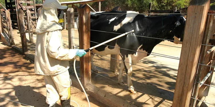 Infestação de carrapatos em bovinos pode chegar a 600 parasitas por dia, a depender da raça do animal — Foto: Marcos La Falce/Embrapa Gado de Leite