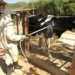 Infestação de carrapatos em bovinos pode chegar a 600 parasitas por dia, a depender da raça do animal — Foto: Marcos La Falce/Embrapa Gado de Leite