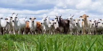 Preços da arroba de boi gordo em São Paulo e nos principais Estados produtores estão se aproximando — Foto: Thiago de Jesus