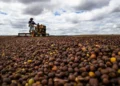 Foto: Wenderson Araujo/CNA