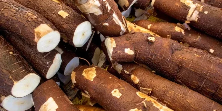 Foto: Canva/Creative Commoms