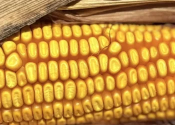 Resultado foi impulsionado pelo avanço da colheita, que alcançou 60,04% da área até a última sexta-feira — Foto: Cassiane Rigon/Divulgação