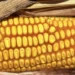 Resultado foi impulsionado pelo avanço da colheita, que alcançou 60,04% da área até a última sexta-feira — Foto: Cassiane Rigon/Divulgação