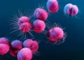 Alissa Eckert/Science Photo Library/Getty Images