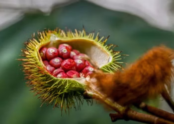 O Brasil é o maior produtor mundial de urucum e responde por cerca de 57% da produção global da cultura — Foto: Canva/Creative Commons