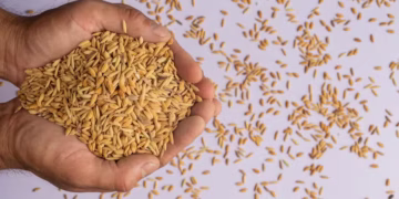 Condições de solo no cinturão agrícola dos EUA deverão melhorar — Foto: Divulgação