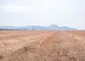 Durante o vazio sanitário, está proibido no Tocantins o plantio e a manutenção de plantas vivas de soja no campo - Foto: Keven Lopes/Governo do Tocantins