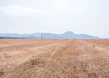 Durante o vazio sanitário, está proibido no Tocantins o plantio e a manutenção de plantas vivas
 de soja no campo
- Foto: Keven Lopes/Governo do Tocantins
