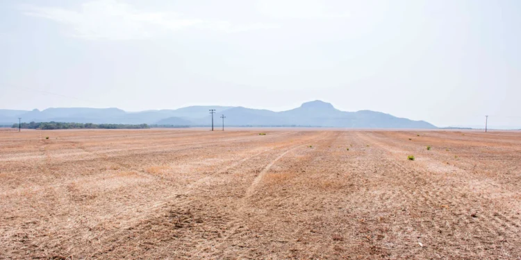 Durante o vazio sanitário, está proibido no Tocantins o plantio e a manutenção de plantas vivas de soja no campo - Foto: Keven Lopes/Governo do Tocantins