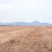 Durante o vazio sanitário, está proibido no Tocantins o plantio e a manutenção de plantas vivas de soja no campo - Foto: Keven Lopes/Governo do Tocantins