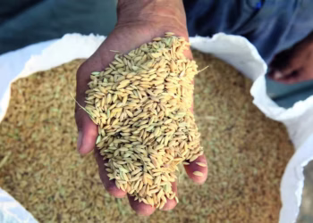 A baixa disponibilidade de arroz e a necessidade de recomposição de estoques pelo setor industrial têm sustentado as cotações no mercado físico — Foto: Getty Images