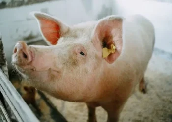 Foto: Getty Images
