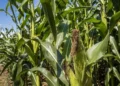 As cotações mundiais do milho subiram 3,6%, sustentadas pelas preocupações com o clima quente e seco em partes dos Estados Unidos — Foto: Preston Keres/USDA