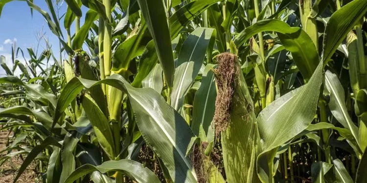 As cotações mundiais do milho subiram 3,6%, sustentadas pelas preocupações com o clima quente e seco em partes dos Estados Unidos — Foto: Preston Keres/USDA