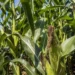 As cotações mundiais do milho subiram 3,6%, sustentadas pelas preocupações com o clima quente e seco em partes dos Estados Unidos — Foto: Preston Keres/USDA