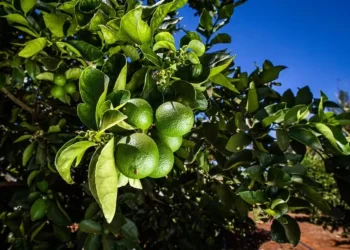 Frutos deverão chegar ao mercado somente no final do ano — Foto: Wenderson Araujo/Trilux/CNA