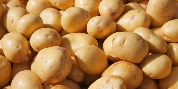 Preço da batata-inglesa apresentou redução de 19,59%, segundo o IPCA — Foto: Pixabay