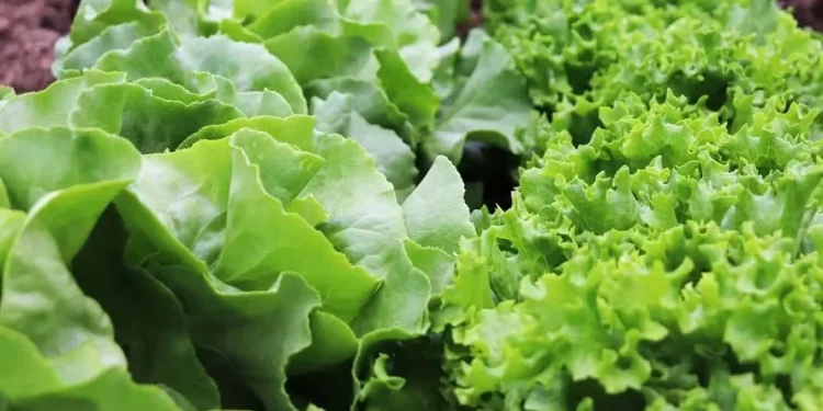 Frente fria deve prolongar o ciclo de cultivo e, consequentemente, controlar o ritmo da oferta da alface — Foto: Pixabay