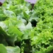 Frente fria deve prolongar o ciclo de cultivo e, consequentemente, controlar o ritmo da oferta da alface — Foto: Pixabay
