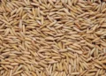 Exportações de arroz caíram em julho, enquanto importações aumentaram — Foto: Sebastião José de Araújo/Embrapa