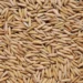 Exportações de arroz caíram em julho, enquanto importações aumentaram — Foto: Sebastião José de Araújo/Embrapa