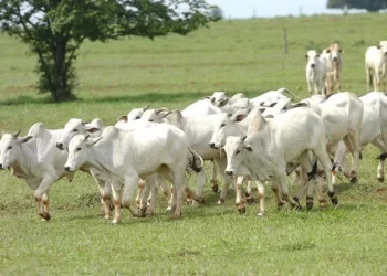 A oferta de boiadas estava sintonizada com a procura — Foto: Gilson Abreu/AEN