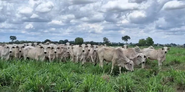 A redução do volume de bovinos abatidos também ajudou a sustentar o mercado — Foto: José Florentino/Globo Rural