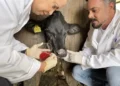 Pesquisadores durante coleta da mucosa nasal de animais da raça Hereford — Foto: Divulgação/Embrapa